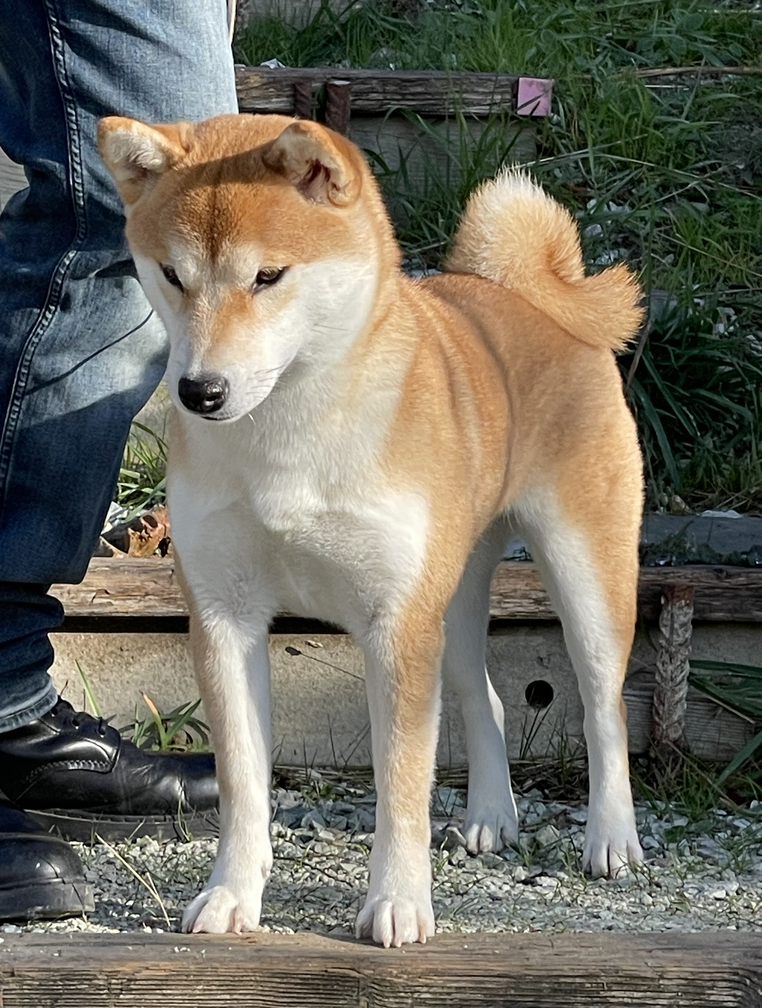 Shiba Inu Mikasa
