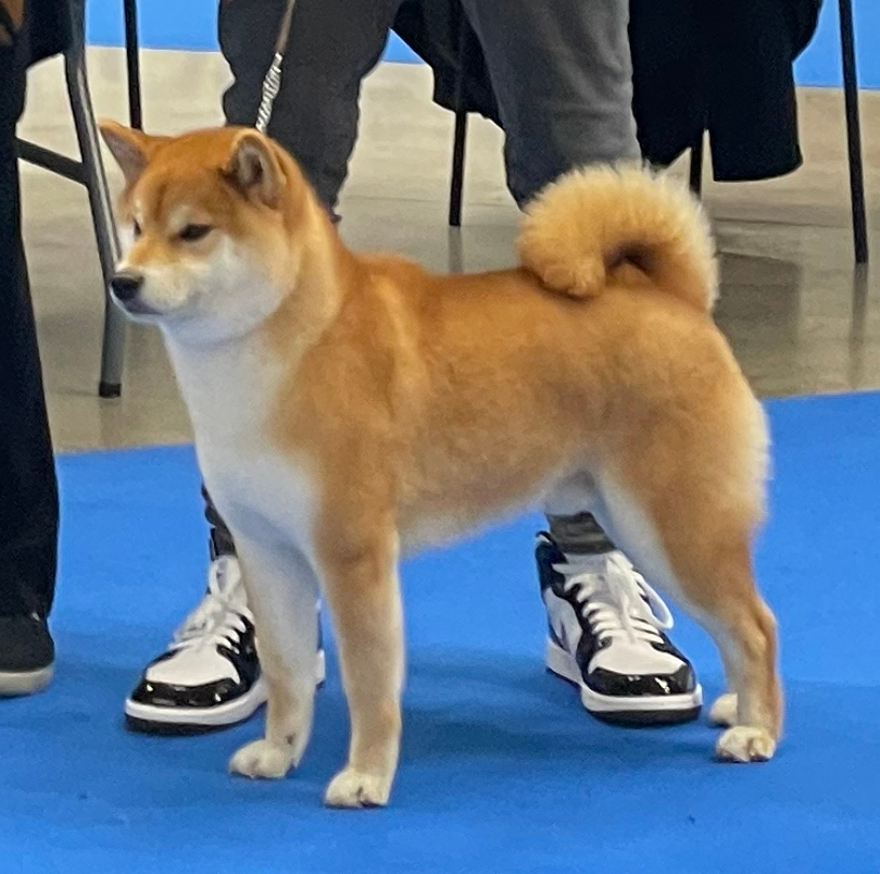 Shiba Inu Yuki