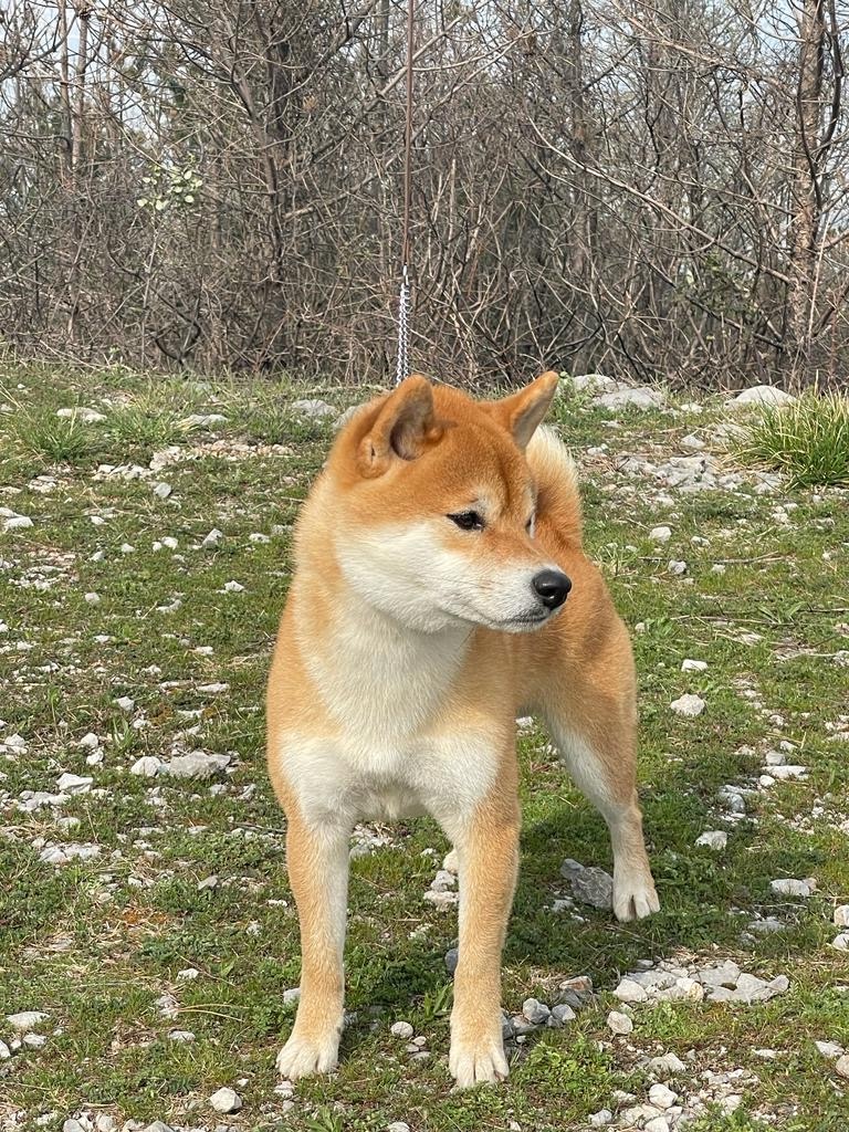 Opatje Selo (Slovenia)